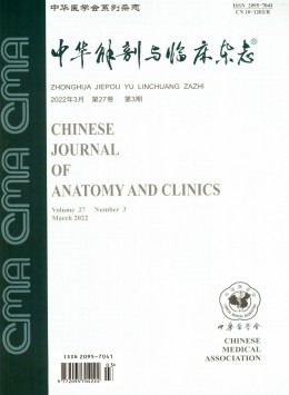 中华解剖与临床